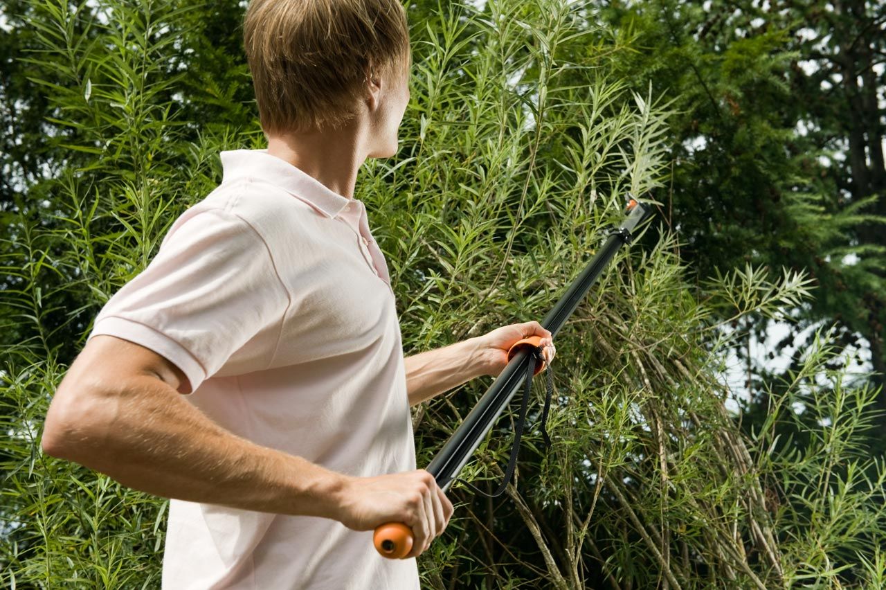 κλαδευτήρια κορυφής