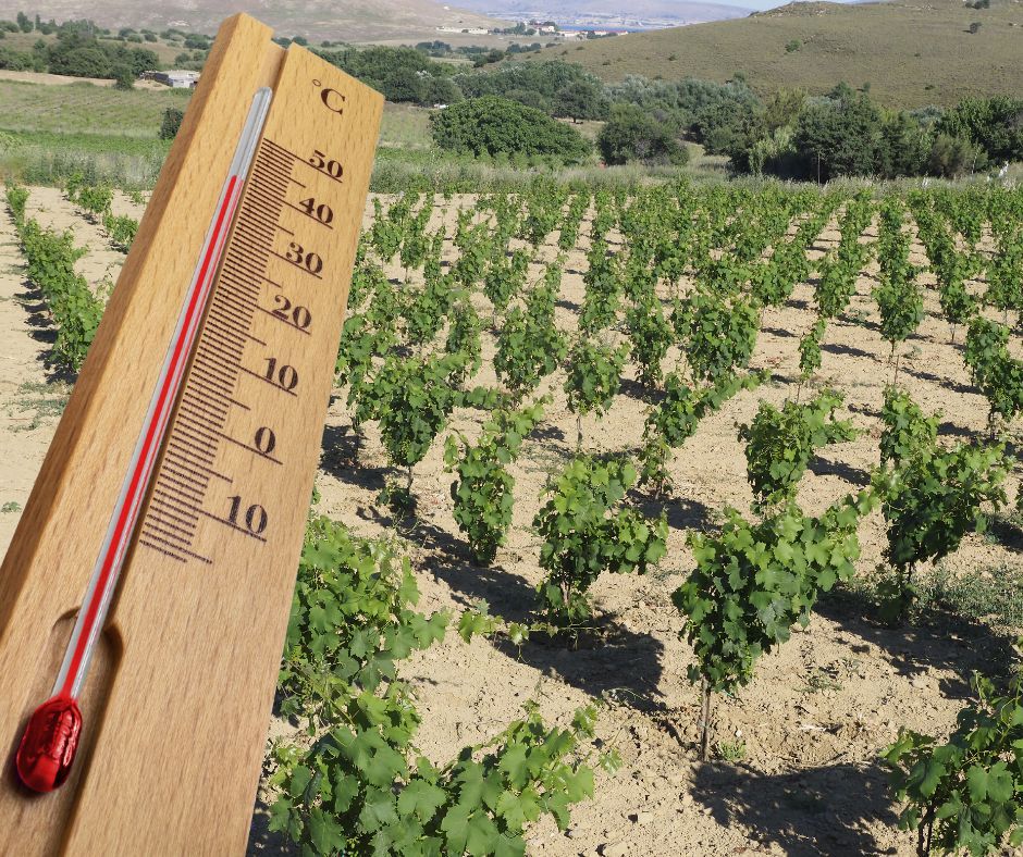 Διάσωση Φυτών Καύσωνα