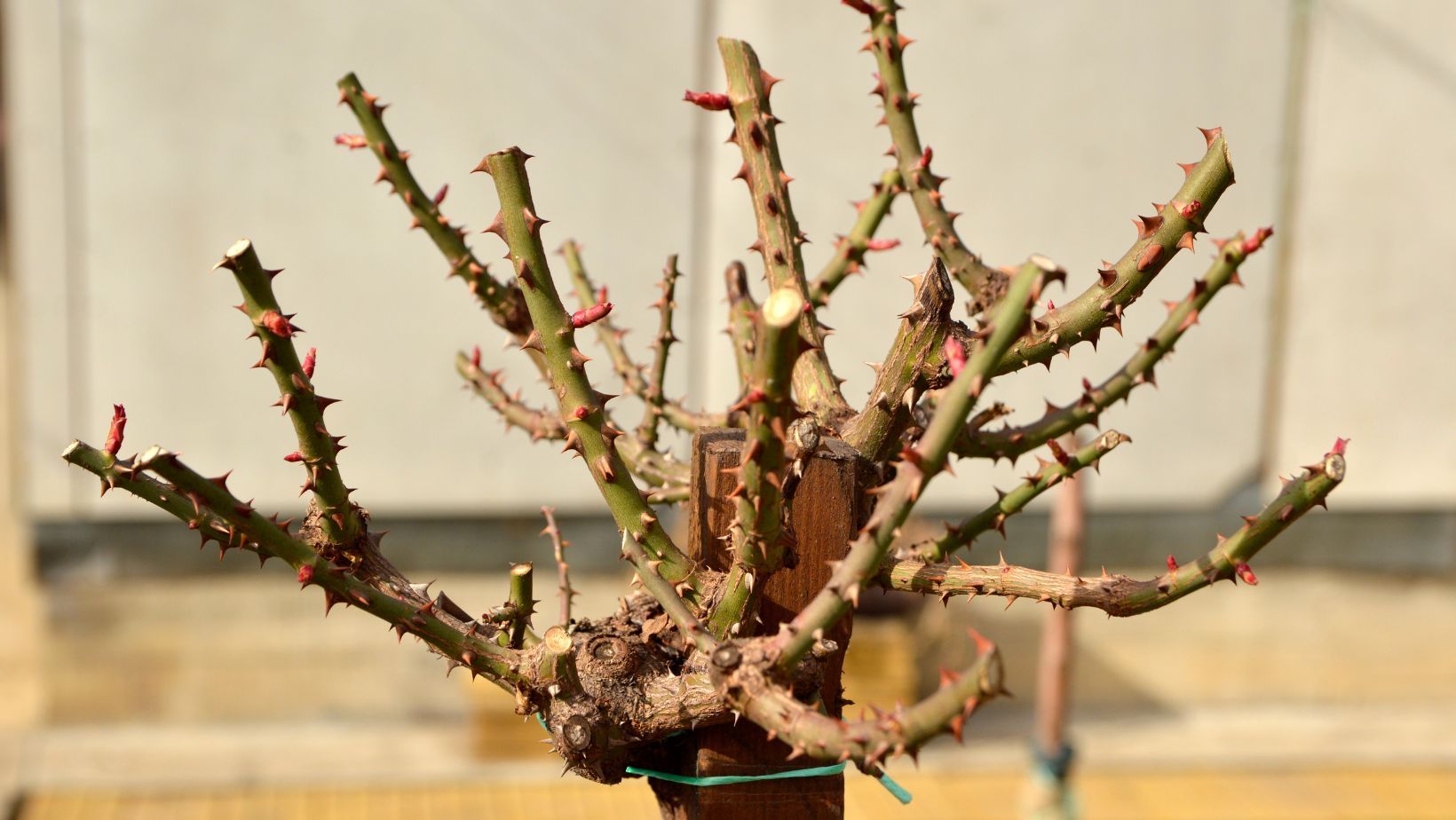 κλάδεμα της τριανταφυλλιάς