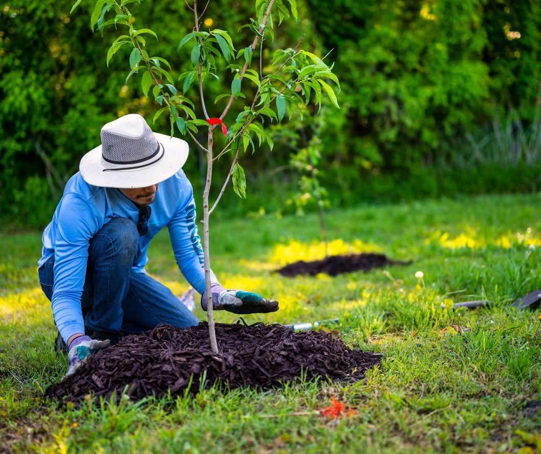 Φύτευση δέντρων