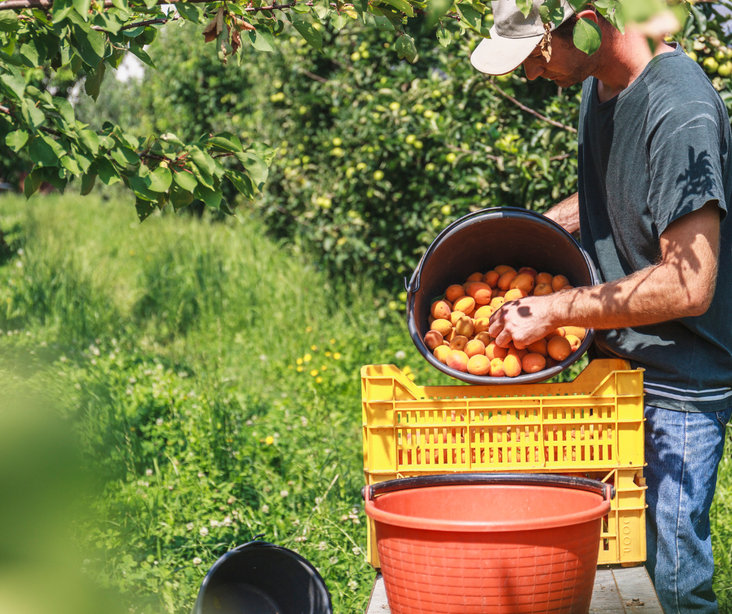 Εργαλεία συγκομιδής φρούτων