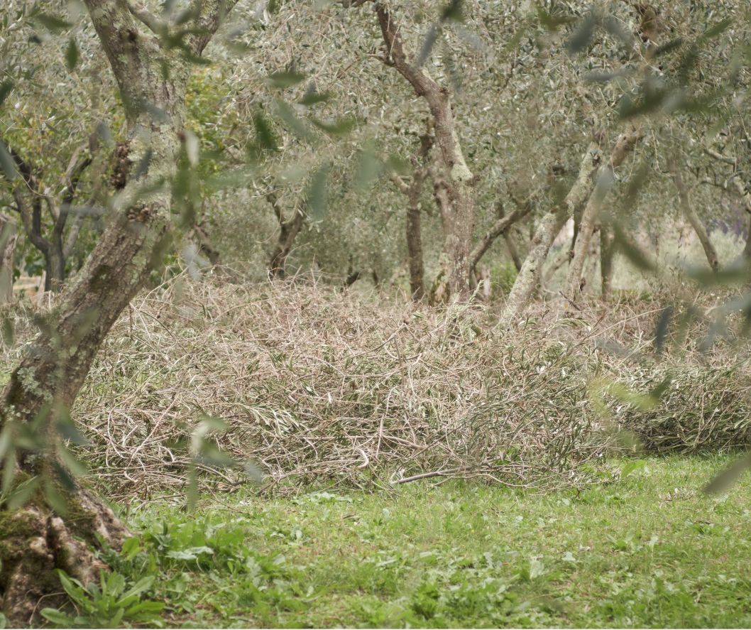 κλάδεμα ελιάς χειμωνιάτικο τοπίο