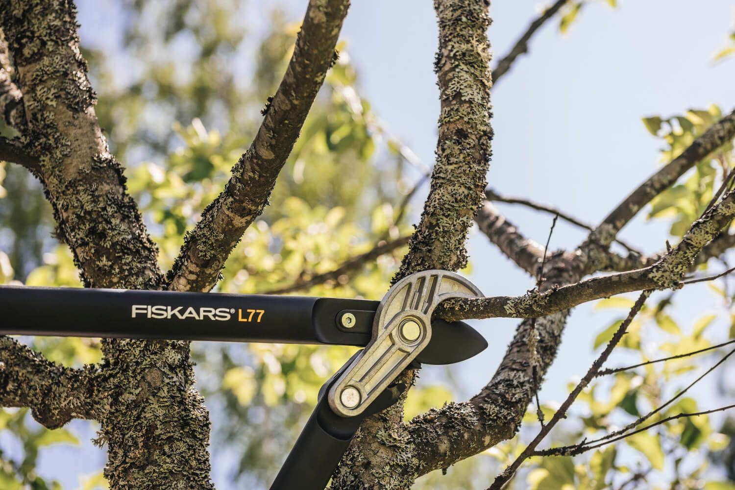 κλαδευτήρια με μακριές λαβές, κλαδεμα δέντρων