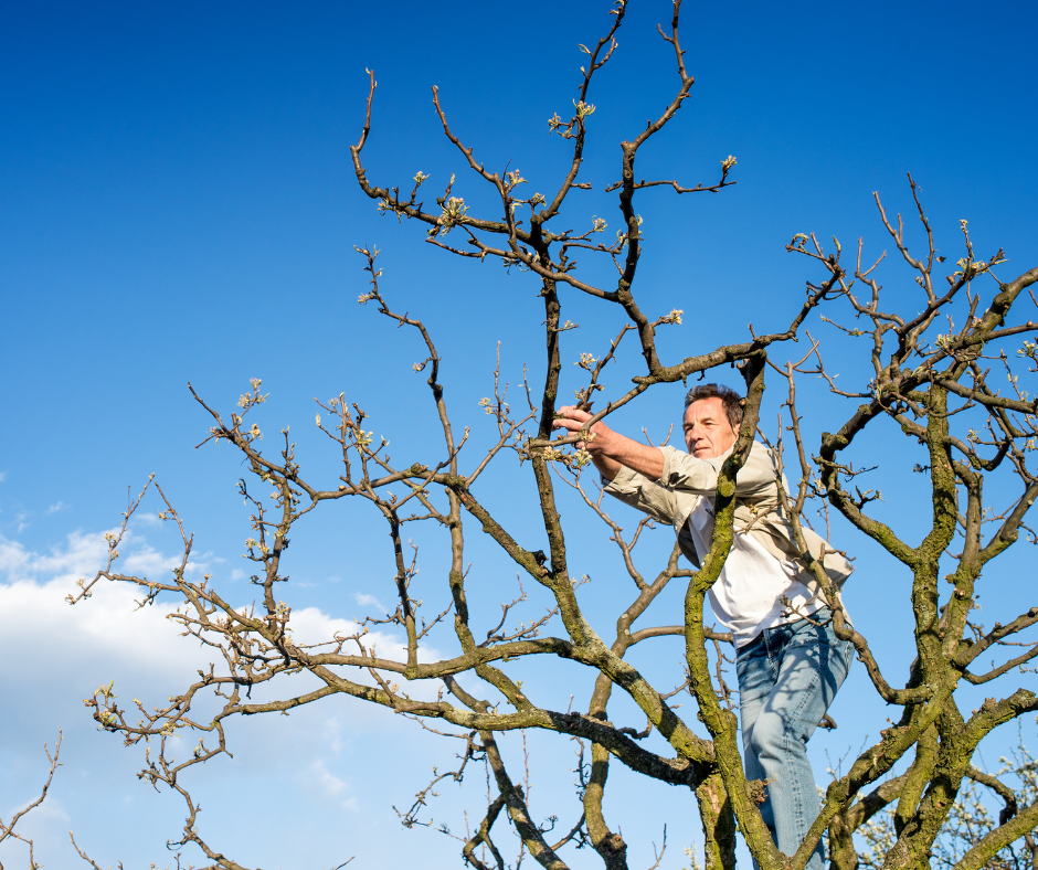 κλάδεμα δέντρων