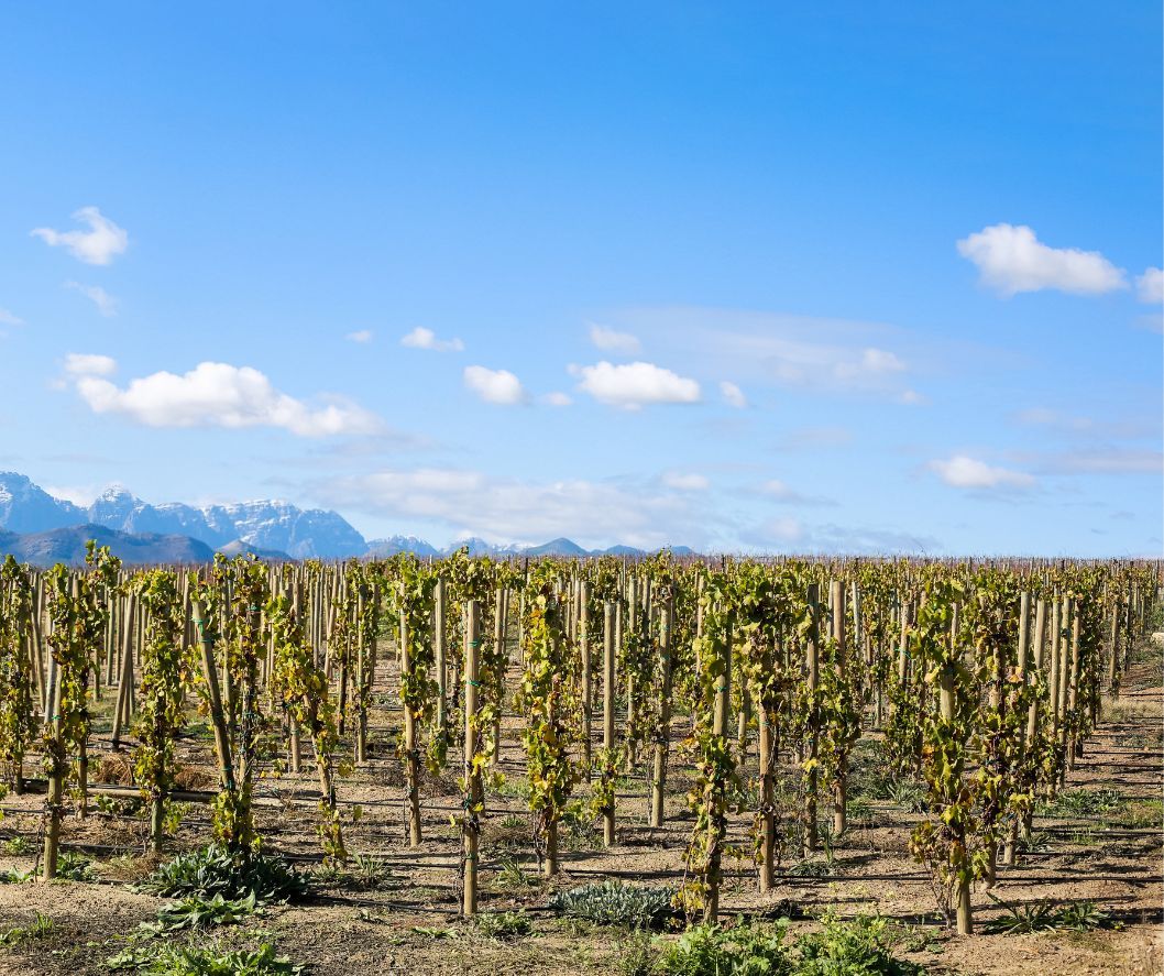 χειμερινό κλάδεμα