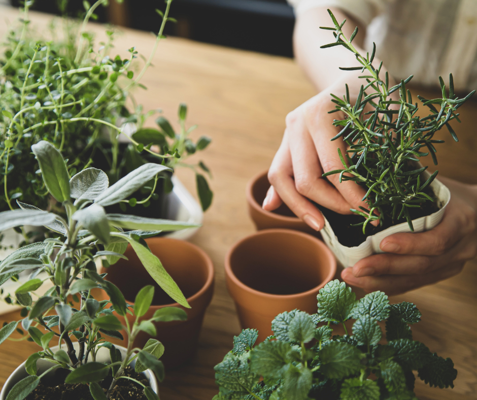 Φυτά Εσωτερικού Χώρου