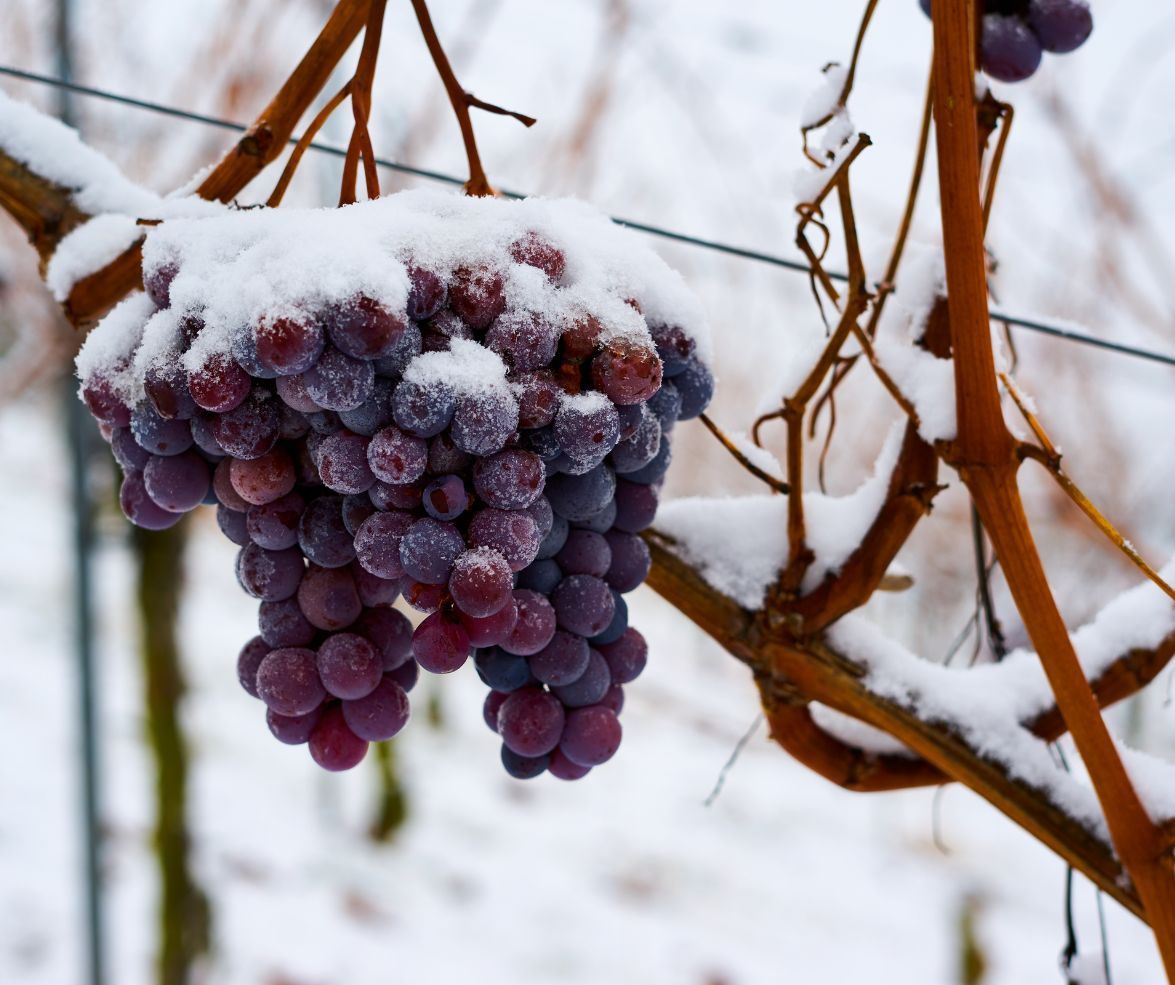 ζημιές από παγετό