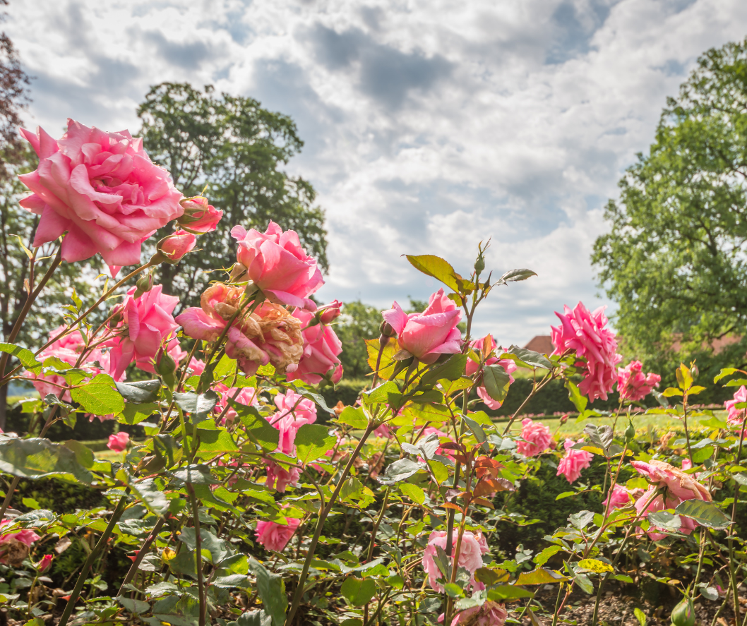 τριανταφυλλιά