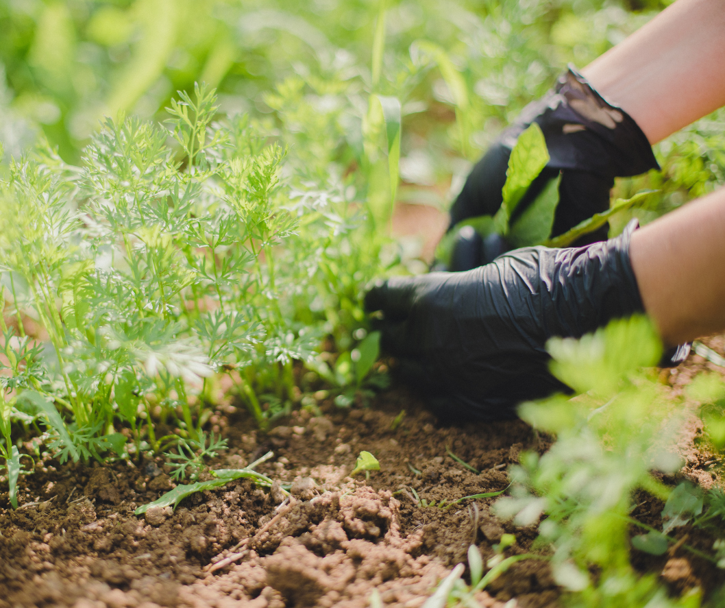 ζιζάνια κήπου
