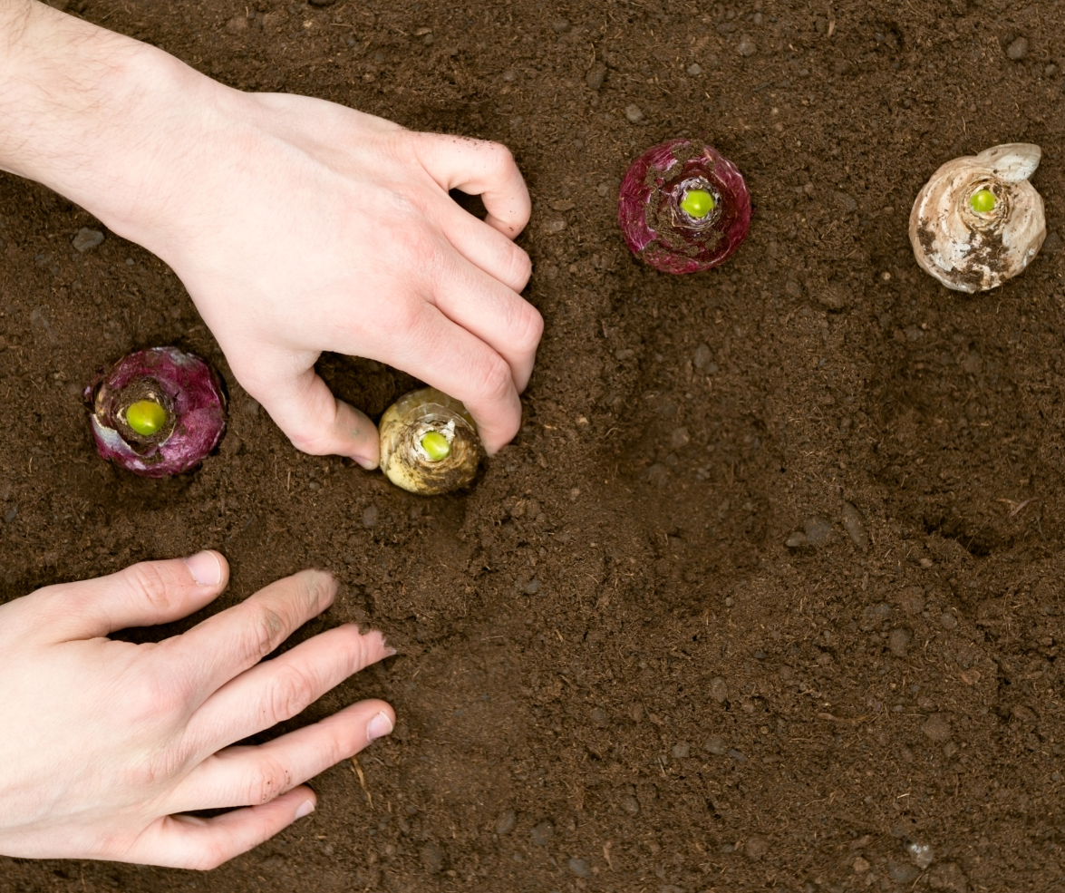 Φύτευση βολβών