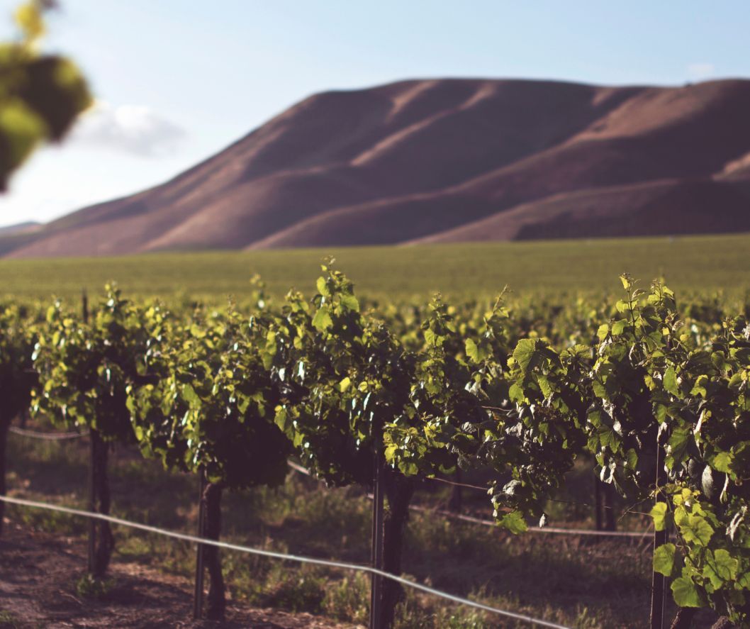 κλάδεμα του αμπελιού